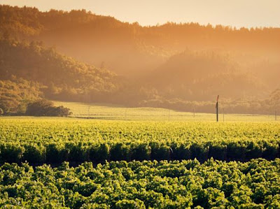 Tempat Wisata di Napa, California