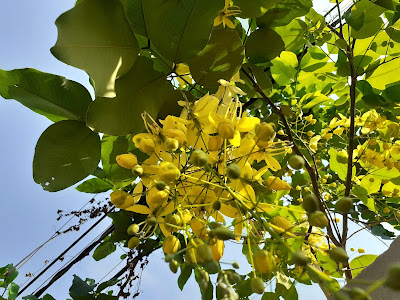 Golden Shower blossoms