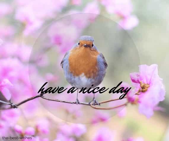 good morning wishes with birds pic