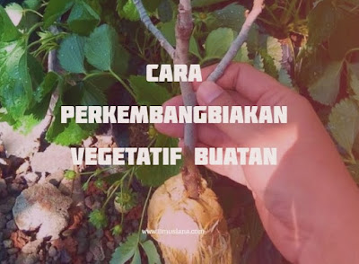  Bisakah kamu sebutkan cara perkembangbiakan vegetatif buatan pada  5+ Cara Perkembangbiakan Vegetatif Buatan (Gambar Lengkap)