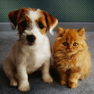 cat and dog