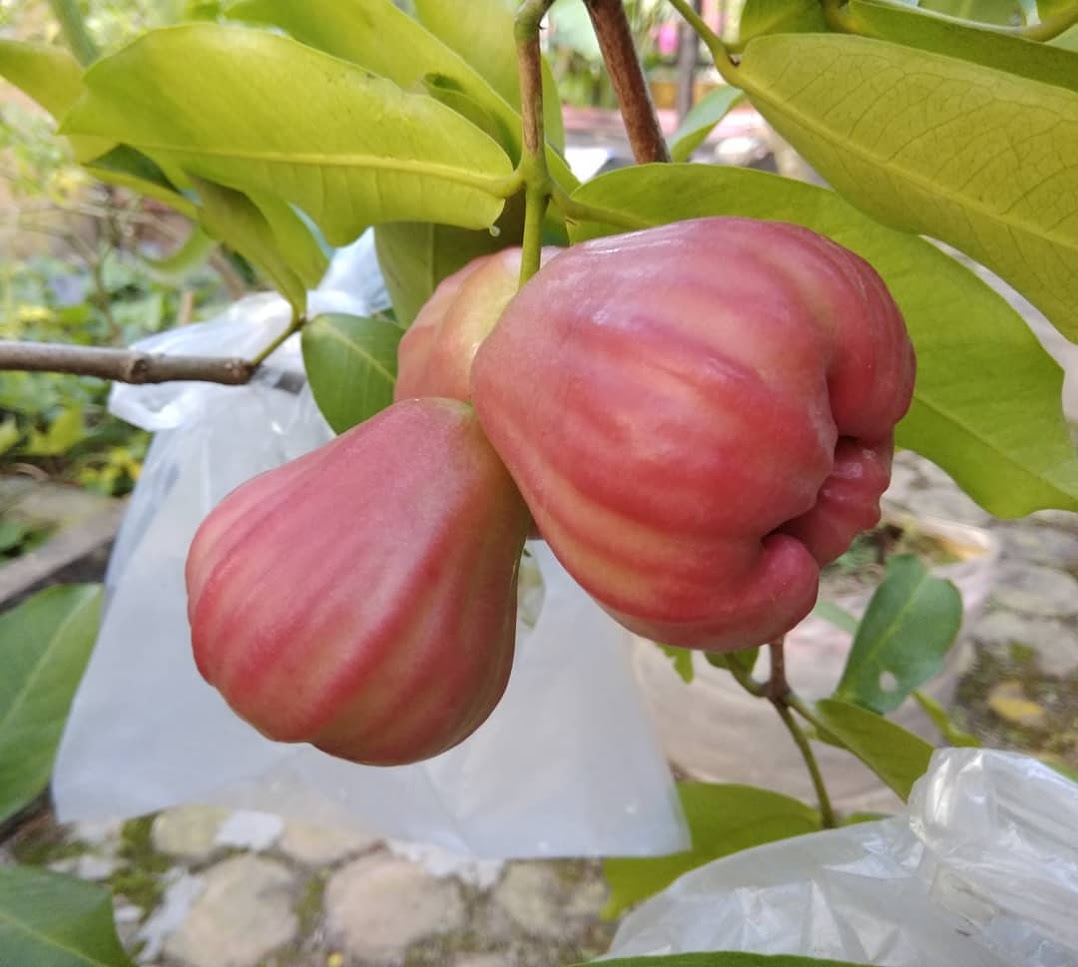 jual bibit tanaman jambu cepat buah jambi Banda Aceh