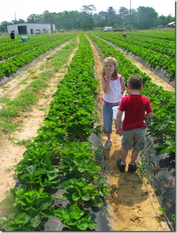 Strawberry Patch