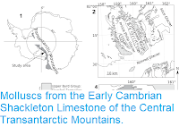 http://sciencythoughts.blogspot.com/2019/01/molluscs-from-early-cambrian-shackleton.html