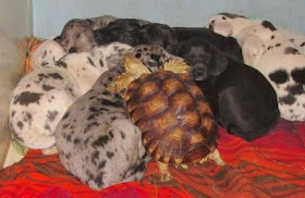 Funny animals of the week - 28 February 2014 (40 pics), turtle sleeping with puppies