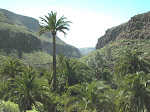 palmeral