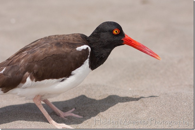 Beach Bird 9