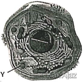 Struktur dan organel sel hewan, organel Y, soal biologi SMA UN 2019