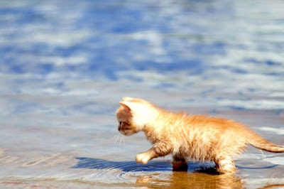  kitten at beach 