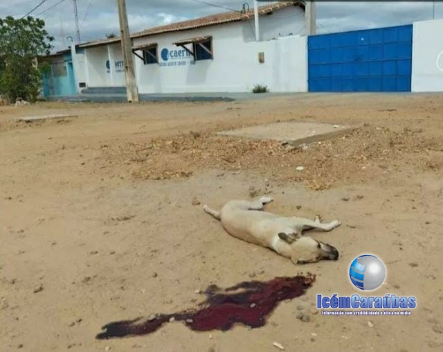 Crime contra animais: Cadela morre após comer trouxinha de carne com cacos de vidro em Caraúbas