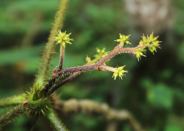 Заманиха высокая (Oplopanax elatus, =Echinopanax elatus)