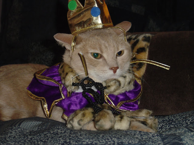 Presenting His Royal Highness King Milo the First! by Malingering from flickr (CC-NC-ND)