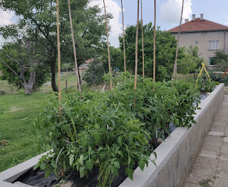 Really tidy tomatoes