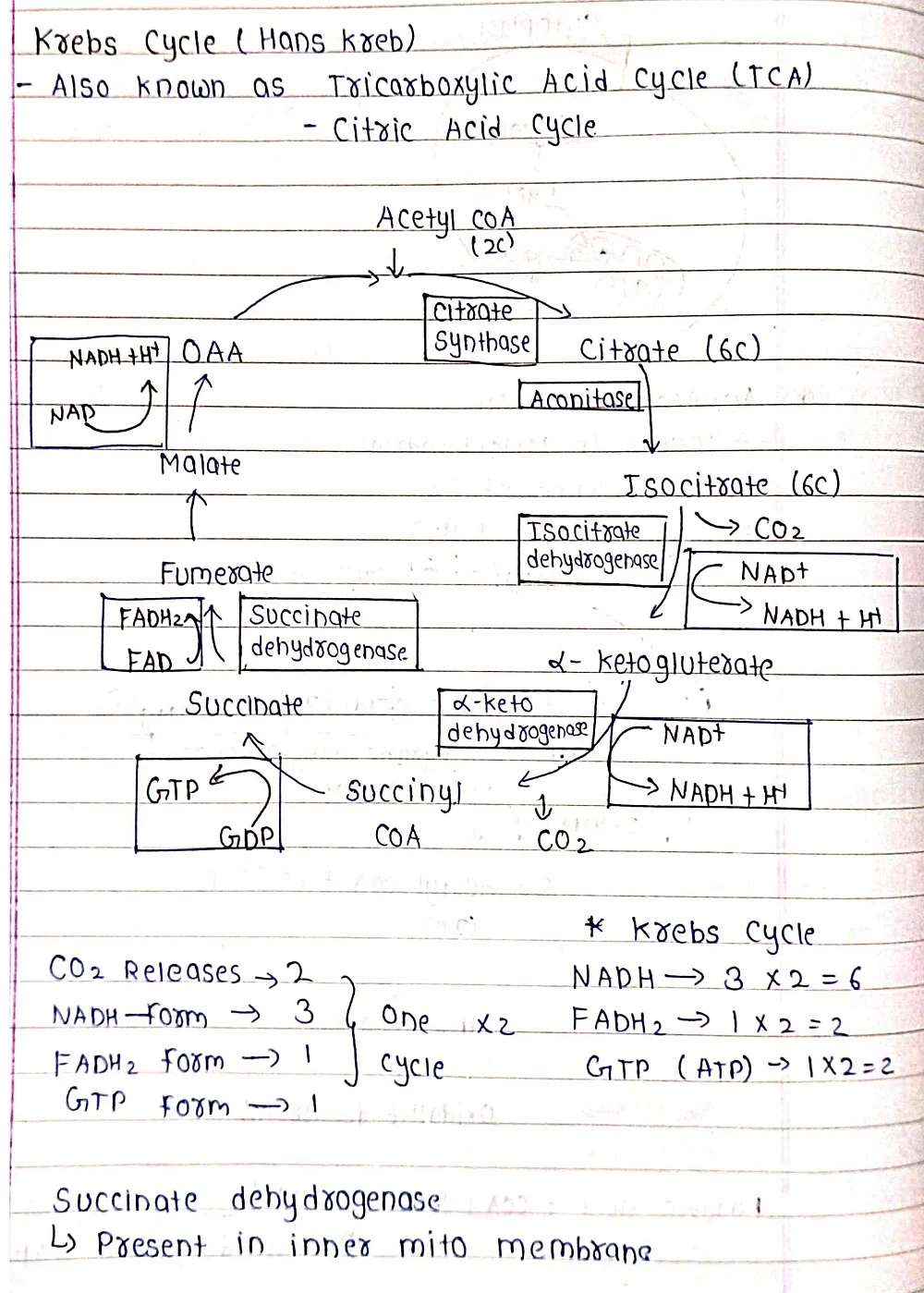 Respiration in Plants - Biology Short Notes 📚