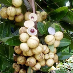 Bibit Klengkeng Durian Paling Sering Dicari