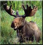 wE LovE MooSe!!