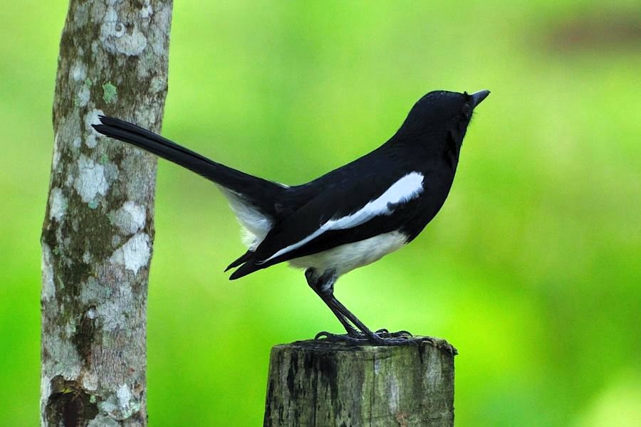 Burung Murai Kacer Jantan