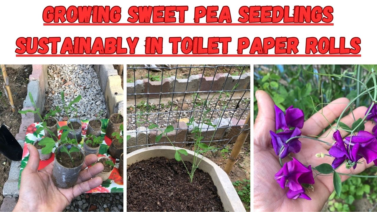 Immerse yourself in the enchanting world of gardening with our newest video tutorial! Discover how to grow sweet pea seedlings that were planted in environmentally friendly toilet paper rolls