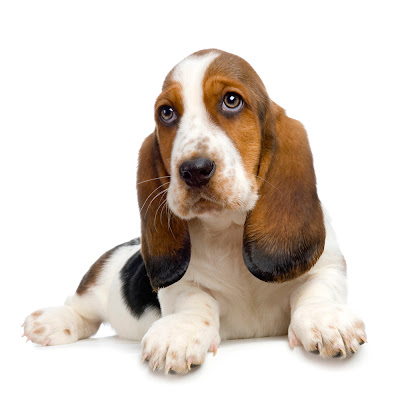 Basset Hound Puppy Pictures