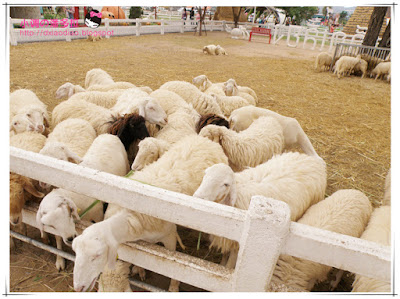 SWISS SHEEP FARM, Hua Hin