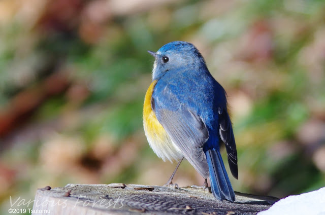 Red-flanked bluetail