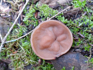 Gyromitra ancilis - Gyromitre en bouclier