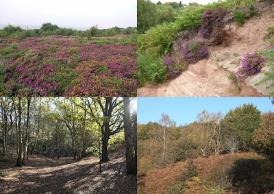 Views of heathland and woodland at Heswall Dales