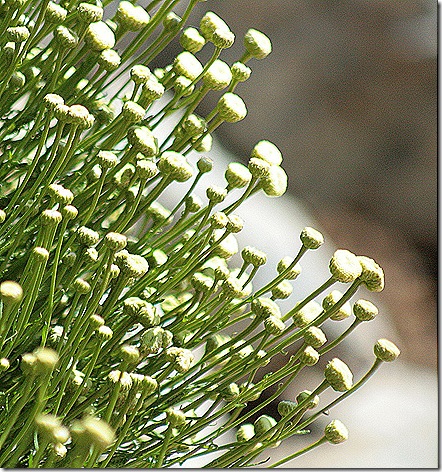 EJC_Cotton_Lavender_Dwarf
