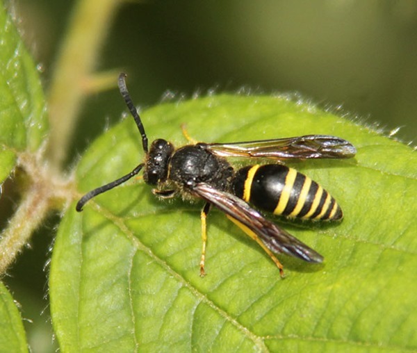 wasp Ancistroceru sp poss oviventris-1