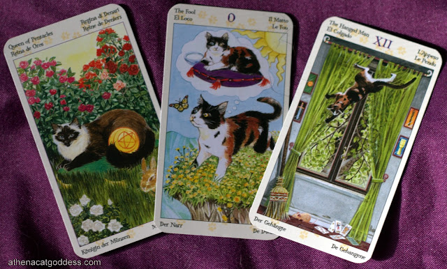 Pet Tarot Reading for Amber