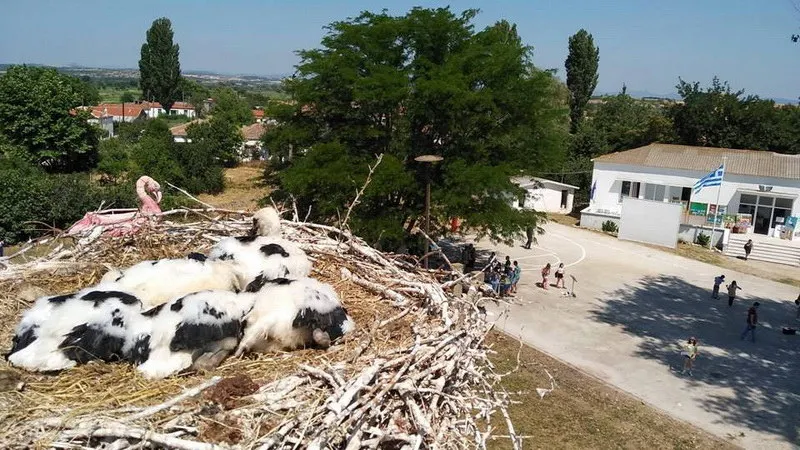 Με επιτυχία το 3ο Φεστιβάλ Πελαργών στον Πόρο Φερών