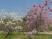 赤、ピンク、白色の桜と桃の花。