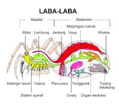 All about life: Anatomi Tubuh Laba-Laba / Struktur Tubuh 