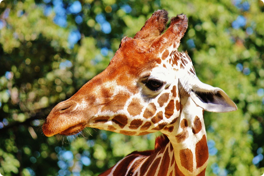Zoo8 987