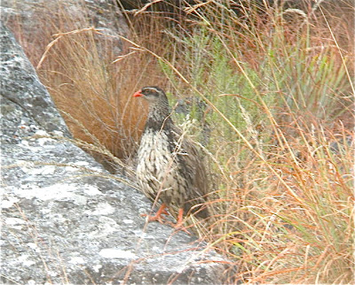 francolin de Swierstra Francolinus (Pternistis) swierstrai