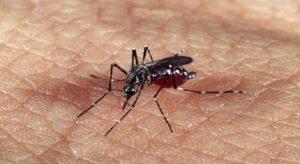 Cenário da Dengue na Bahia tem tendência de queda