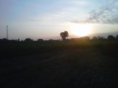 +Foto tanaman jagung di sawah waktu sore