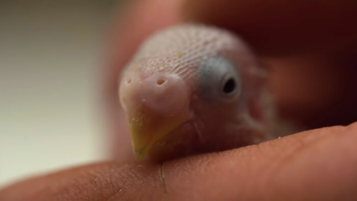 tiny parrot egg