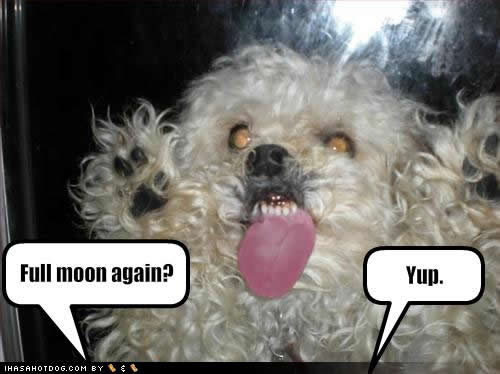 Very funny dog pictures with captions 'n' funny dog picture