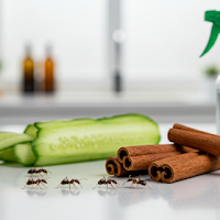 Handy Organic Ant Control for Your Home: Safe and Effective Tips