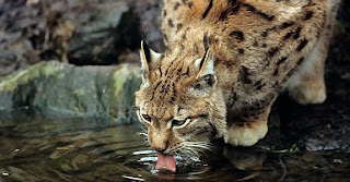 bobcat wild animal wallpaper picture