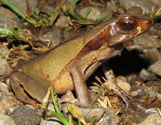 Rhaebo haematiticus, Litter Toad