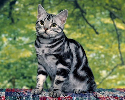 Beautiful Cats -HD Wallpapers-1280x1024