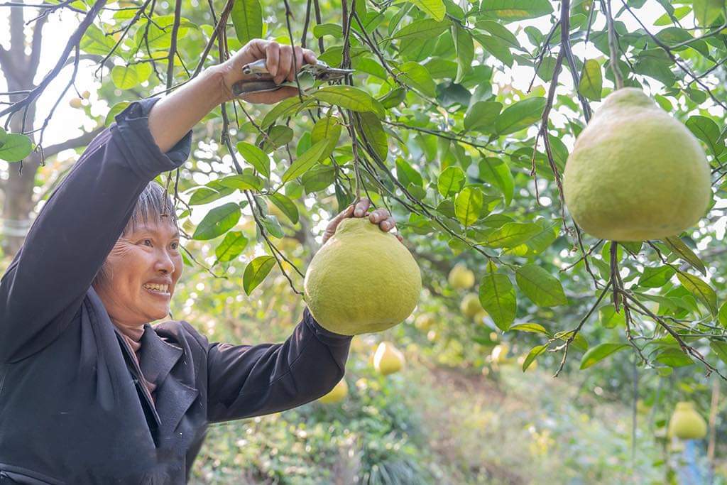 The Zesty Tale of Zhenlong Grapefruits: Sichuan's Juicy Treasure