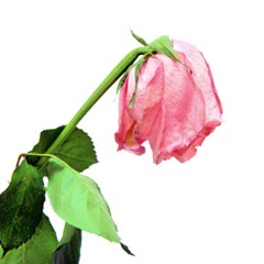 dode bloem wilders