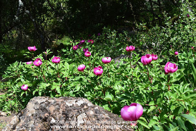 Rosa de Alejandría, paeonia broteroi, peonia, paeonia, flores