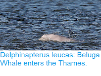 http://sciencythoughts.blogspot.com/2018/09/delphinapterus-leucas-beluga-whale.html