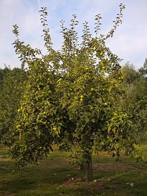 Apple tree with apples shining in the early morning sunshine
