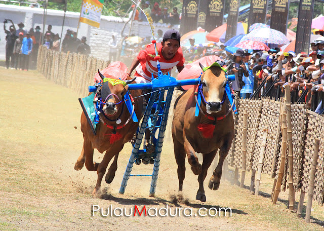 Event Kerapan Sapi Piala Presiden 2015