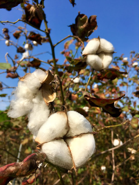 cotton, huwei, yunlin, taiwan